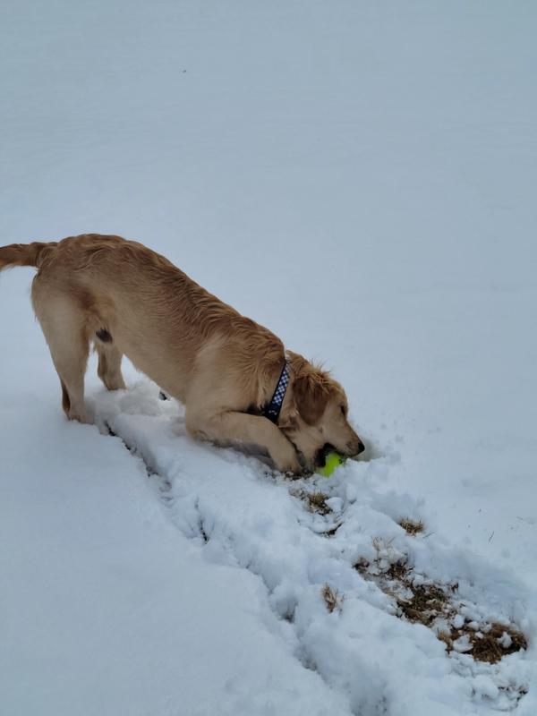 Me after plaaying with my new ball!