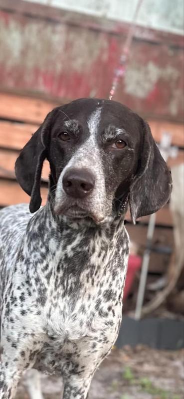 My dogs love this food. Ember gives 2 paws up.