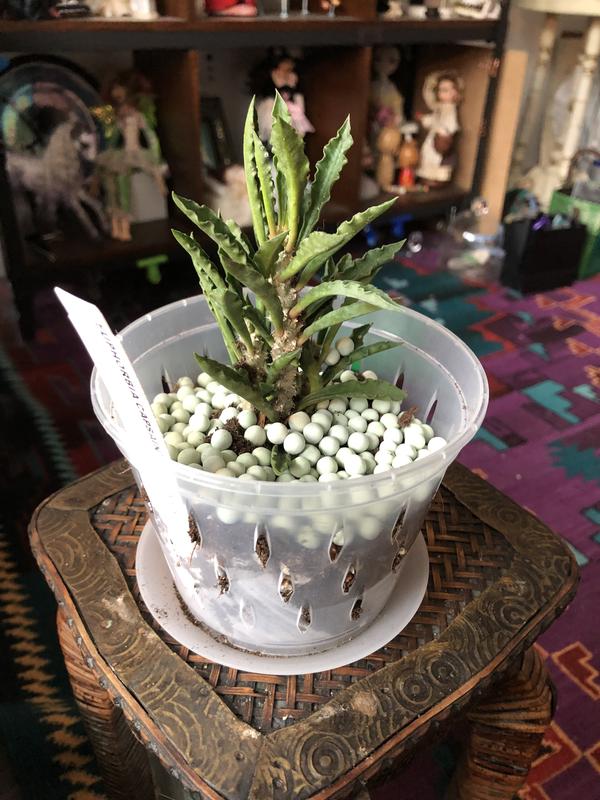 You can’t actually see the product here, but it is part of the soil!