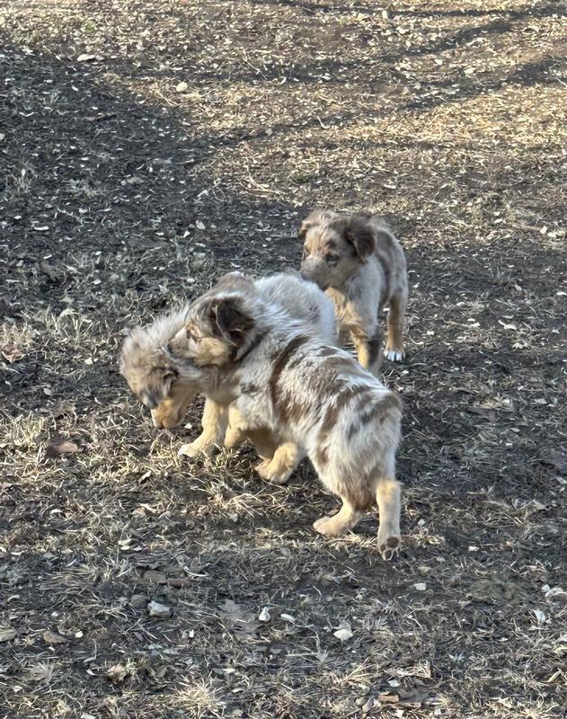 Healthy, happy puppies!