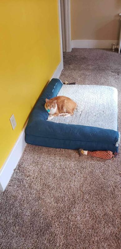 Even our cat loves it!