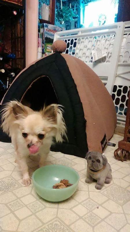 These are all dogs that I bred. Chihuahuas,
Boston terrier, I also bread Chihuahua with Jack Russell. They all did very well as I started them on the puppy chow till they were 2 years old and then I went to the adult food.