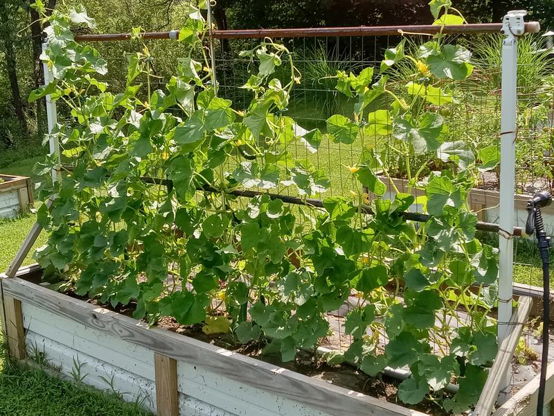 My touch to these box gardens