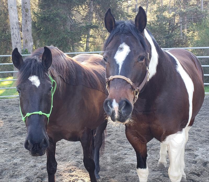 Caru,(pinto) and Hudson (he's only 3 here).
