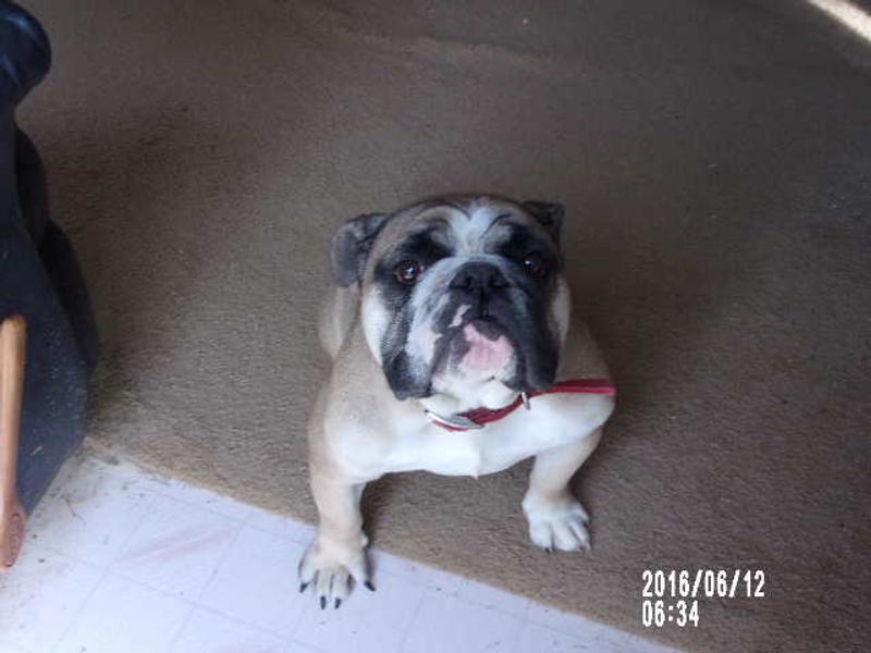 My dog has much better breath with Dentastix.