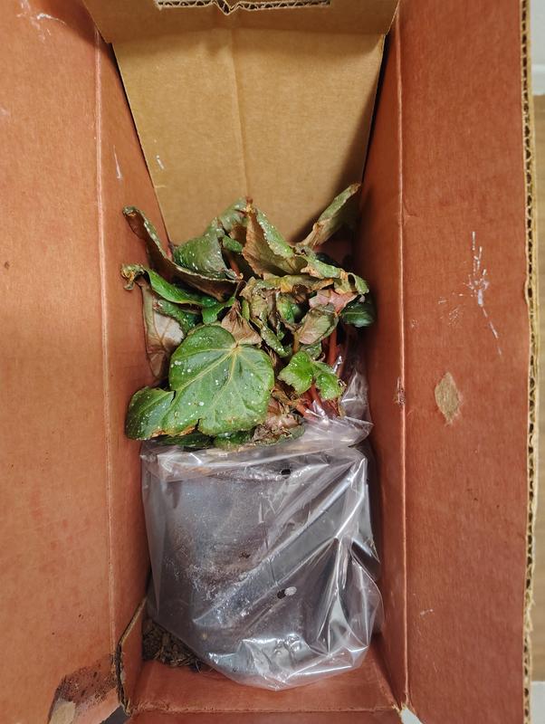 What I thought I was ordering..... What I actually got..