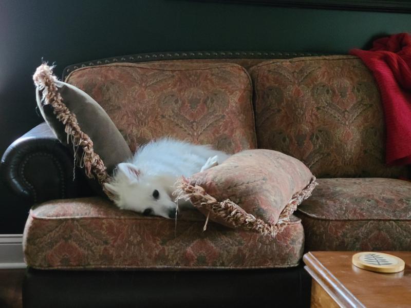 Bullymake not tough enough