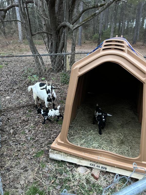 Ethel and her two new bucklings