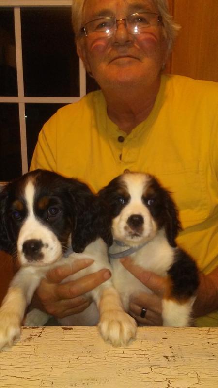 Litter mates Lucy on Left, Rocky on Right. Born 7/10/2018