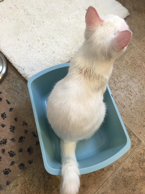 Sentry flea treatment residue