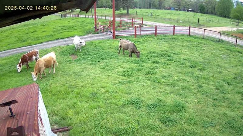 Cows cause I don’t have a picture of the dead stick tree