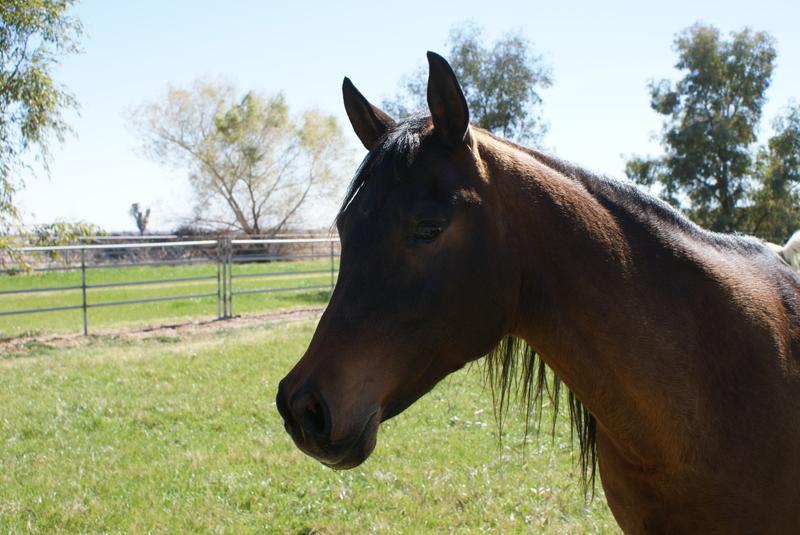 Chey - 26 year Arab mare eats Stable Mix every day!