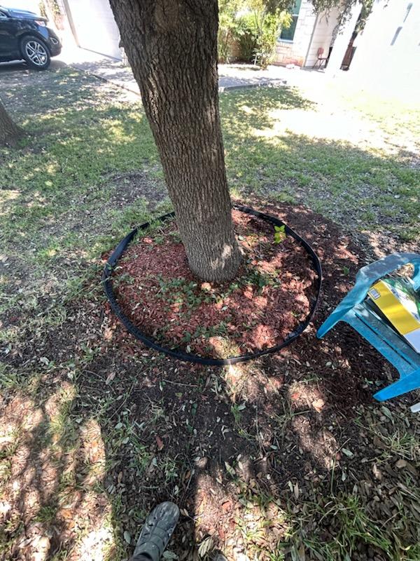 small circle around big tree