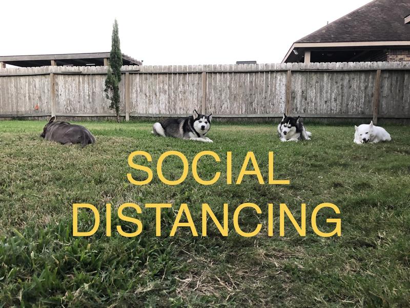 Our dogs enjoying their treats from Tractor Supply