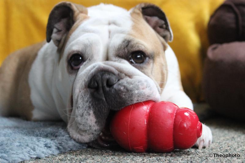 My baby girl with her favorite Kong toy.