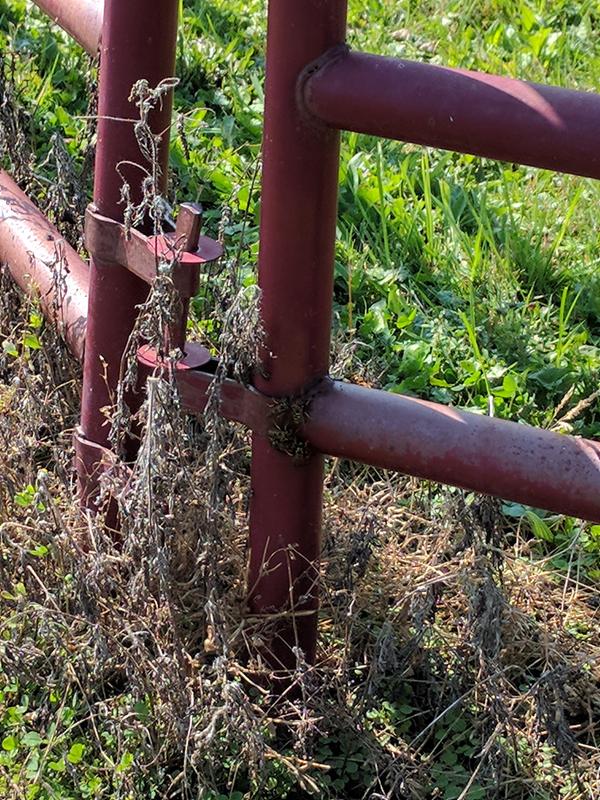 Hornets around the weep hole (beneath) lower horizontal tube