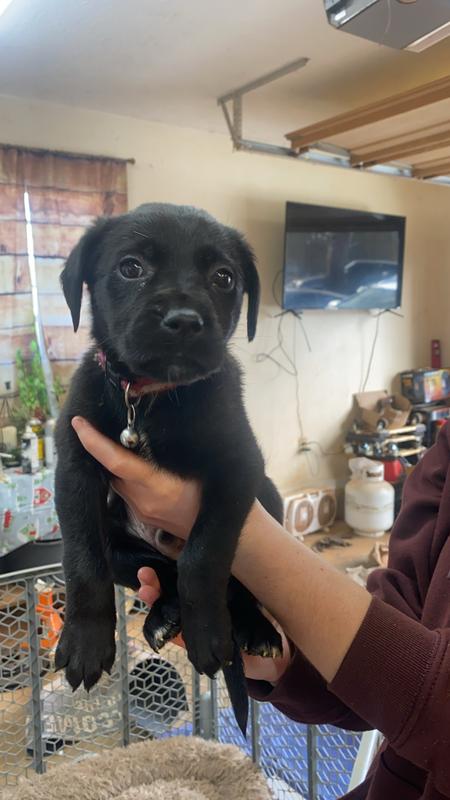 These r two of the puppies that r on this brand at the moment