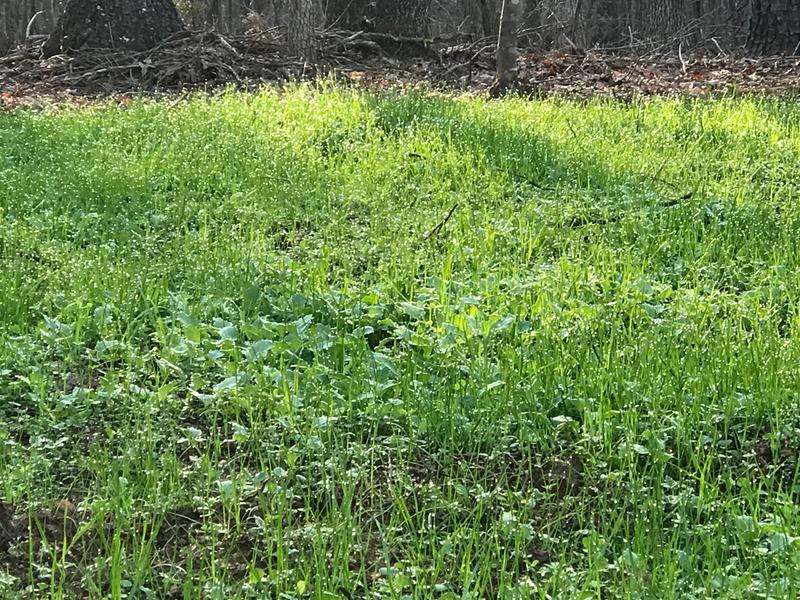 No Plow Middle Of Woods