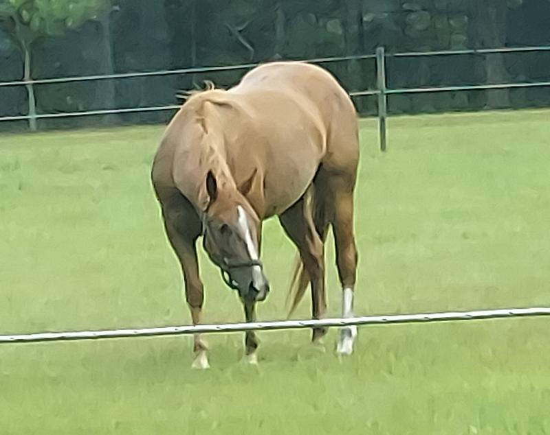 4 years old in training