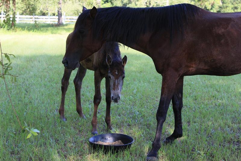 Moxie & Baby Ivy having breakfast. Lake City, FL