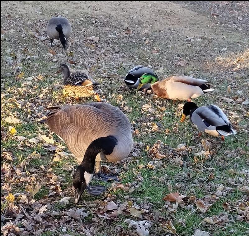 Canada Geese and Mallards eating Mazuri pellet food and whole kernel corn