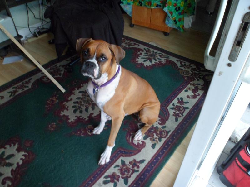 Halo the boxer after her bath useing mane and tail shampoo and conditioner!