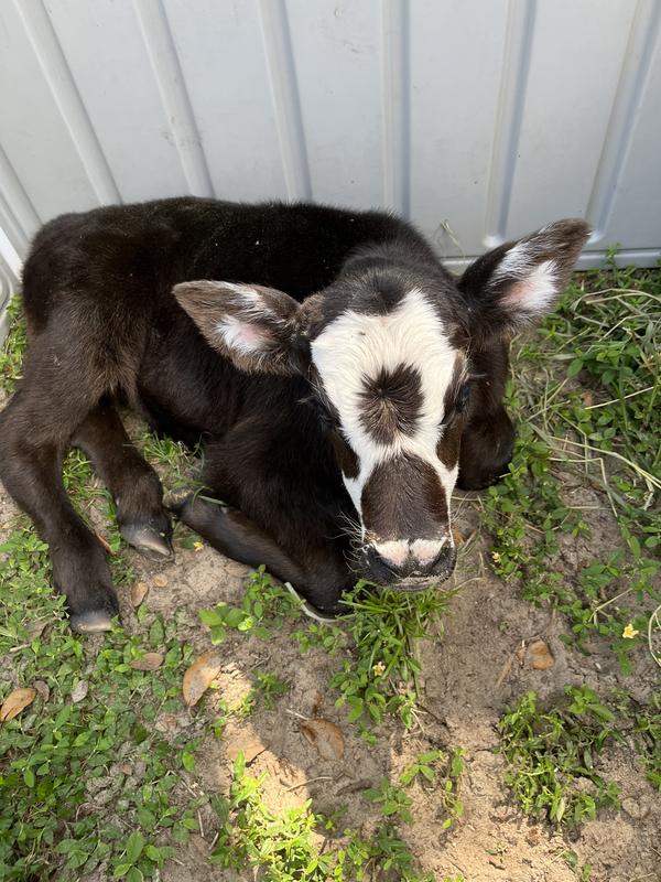 Bull Calf