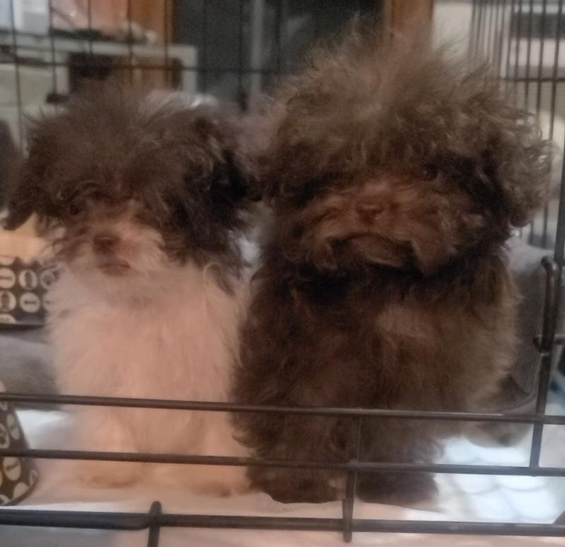 Toy Poodle puppies