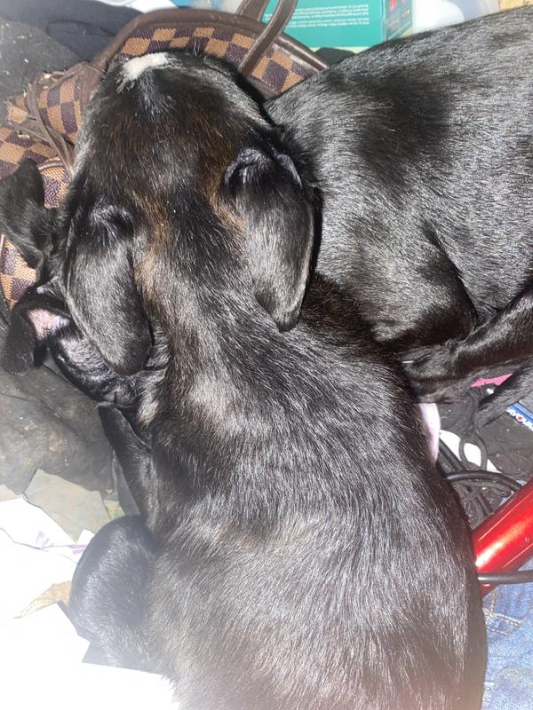 Thank you! For helping me save my puppies I needed a script for needles everywhere else