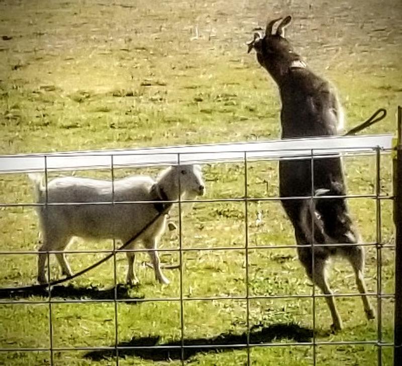 Bell sound varies with activities: take note!