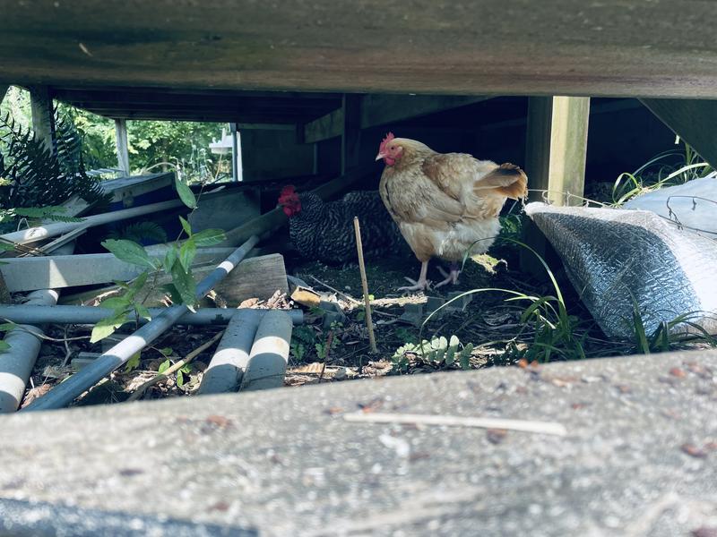 Nugget loves her purple