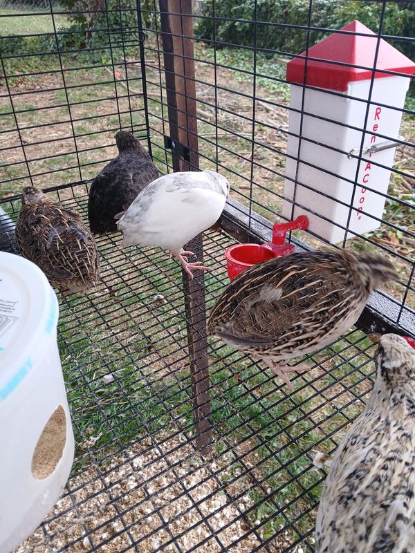 Quail with RentACoop waterer