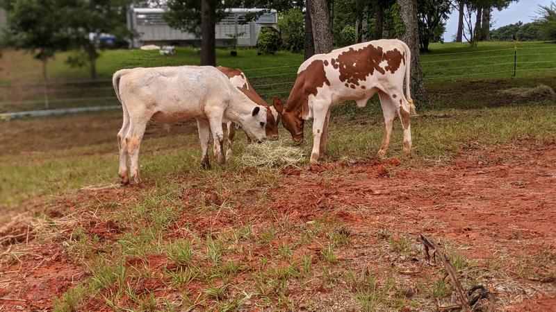 Looking good at four months old