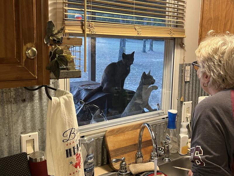 Hurry up with our dinner please !!