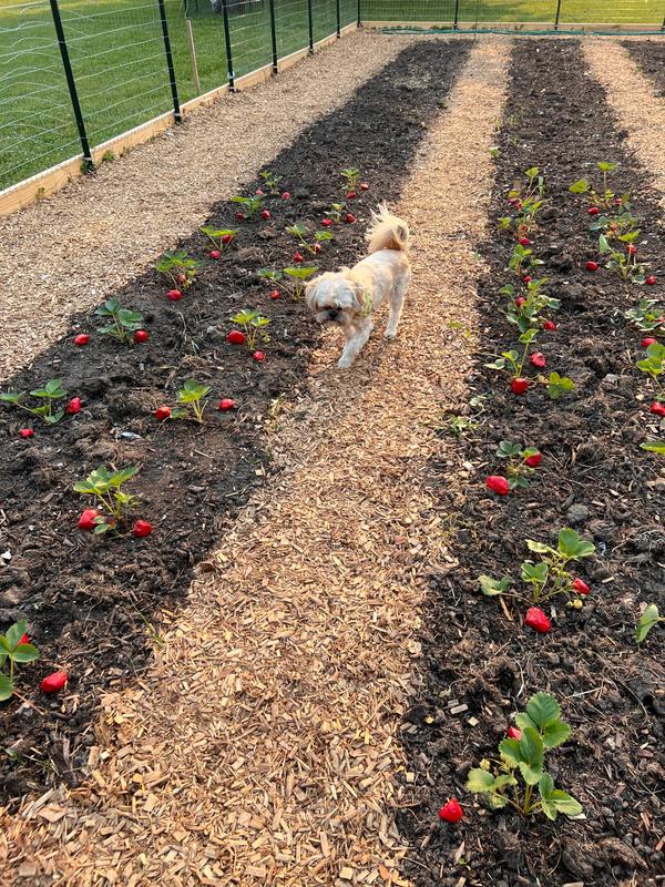 Red painted rocks in my strawberry beds