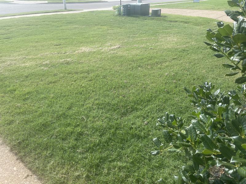 Green grass (the brown is grass clippings)