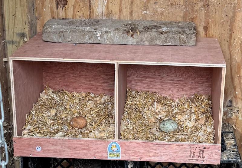 my hens love this double nesting box