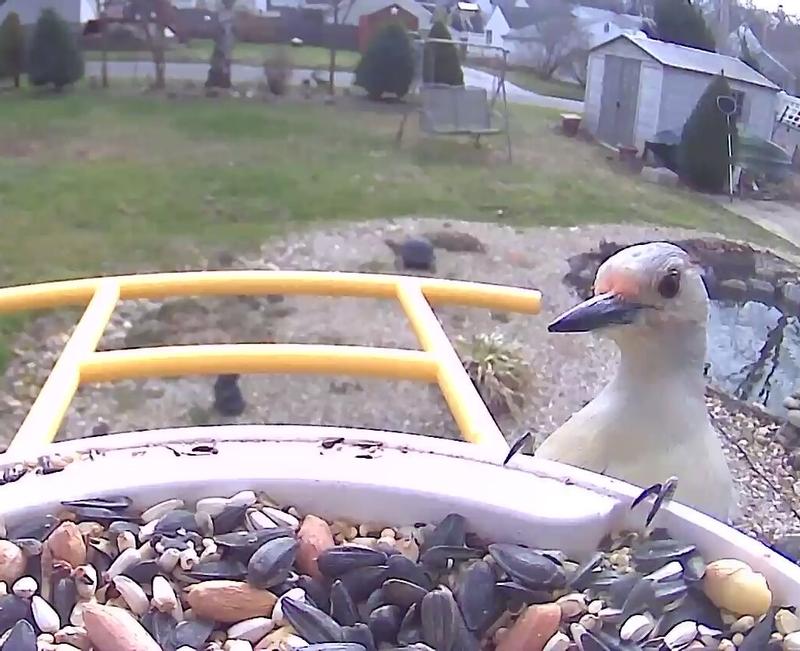 Woodpeckers are happy