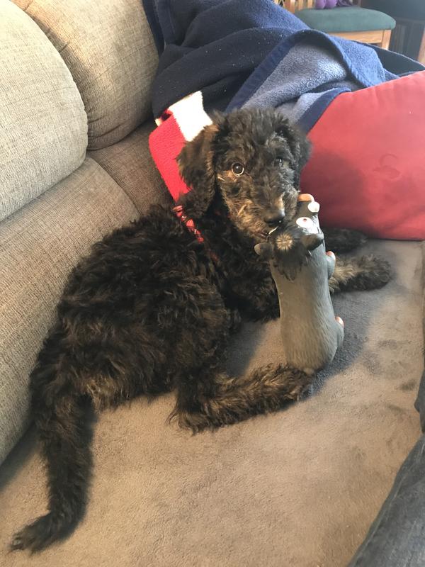 Colson relaxing for a minute with “Pig”.