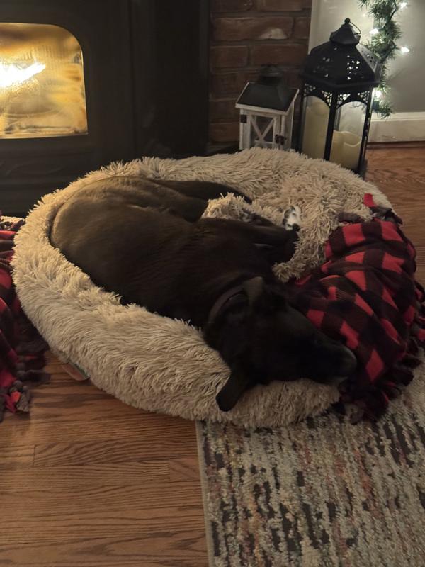 45lb lab mix laying flat for reference