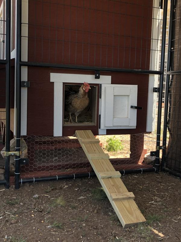 Once Over EZ coop automatic door opened at 7am