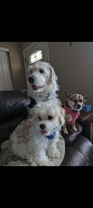 Bella, Albie, and Riley recommends Science Diet