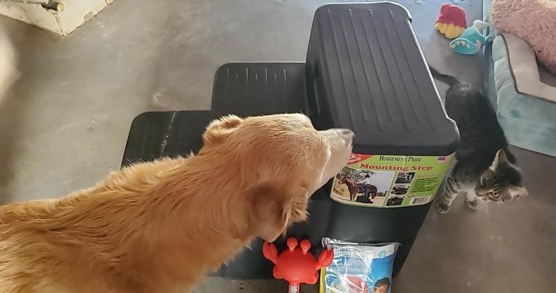 Got this for our doggy to get into the beautiful blue 8' water trough (pool, lol) that we got from our beloved local Tractor Supply.