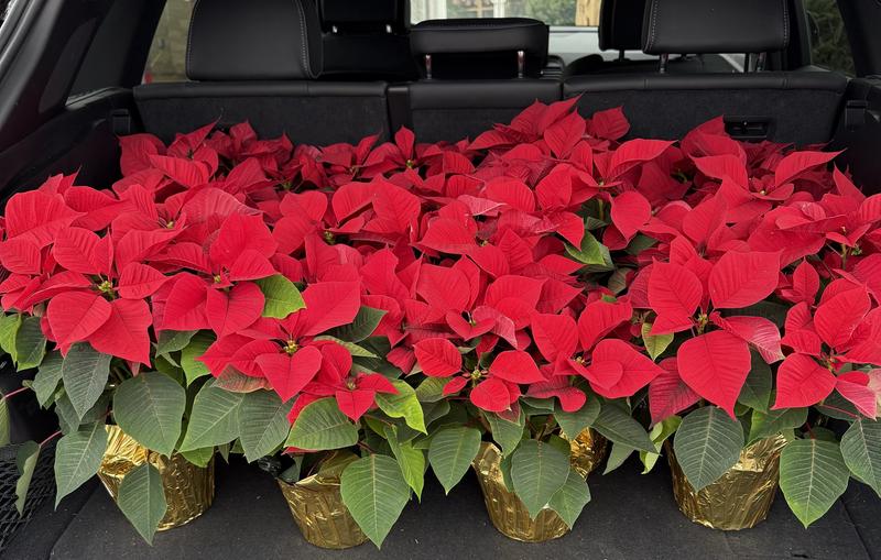 Red Poinsettias
