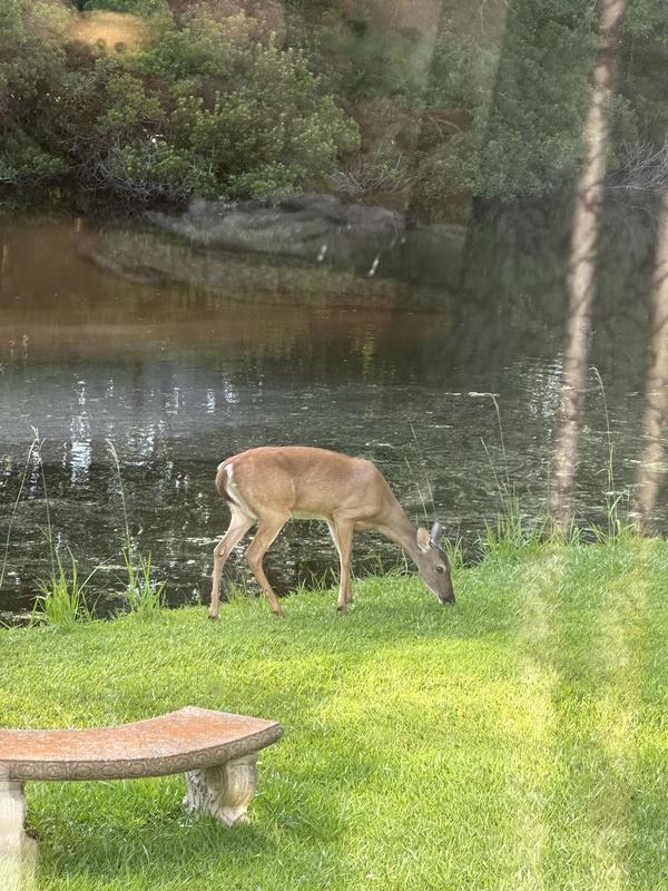 Blurry pictures but the pond is clear.