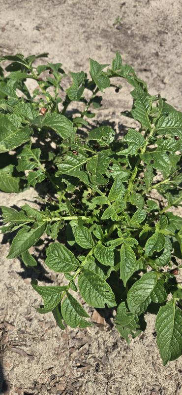 Sevin is great at growing potato bugs! Stay away from this product.