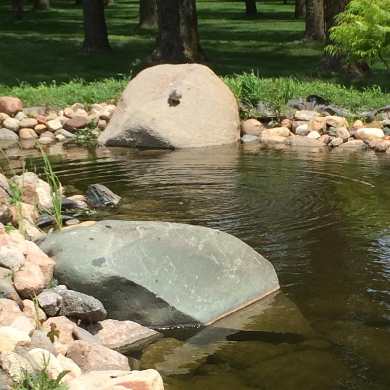 dove on rock at pond