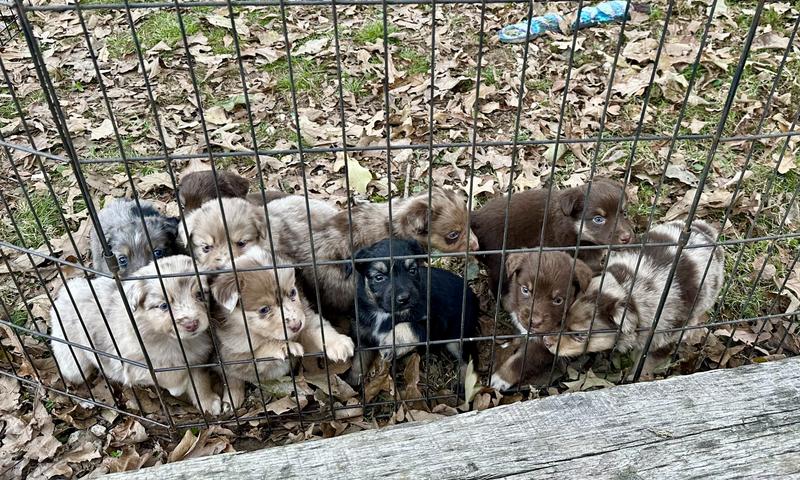 Healthy, happy puppies!