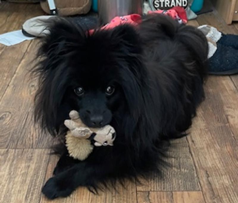 Raven with her favorite toy