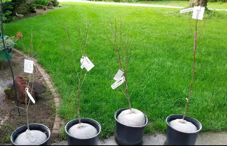 The "dormant" dogwood twigs we were given. Full of worms that decimated our other bushes :(